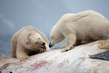 Obraz na płótnie Canvas Polar Bears Fighting, Svalbard, Norway