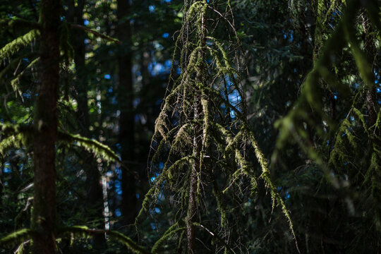Spruce trees with moss in the Thuringian Forest Germany on a sunny day
