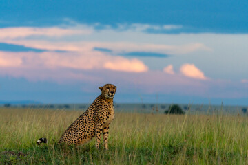 a cheetah sits in the grass and scans the surroundings © Cavan