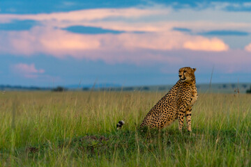 a cheetah sits in the grass and scans the surroundings © Cavan