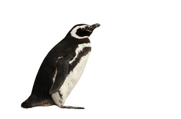 Magellanic penguin on a clear white background
