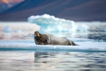 Bearded Seal, Svalbard, Norway
