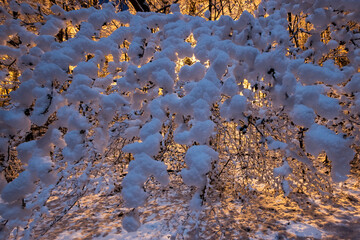Frozen Trees and Snowy Winter Scene in Rural Pennsylvania