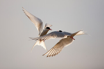 Obraz premium Arctic Terns in Flight, Svalbard, Norway