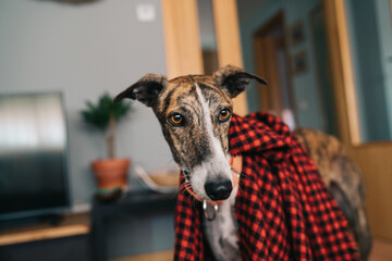 portrait of a dog