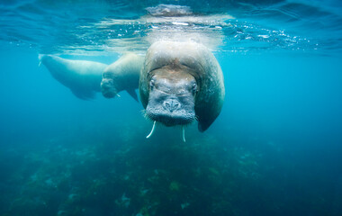Walrus Swimming Underwater, Svalbard