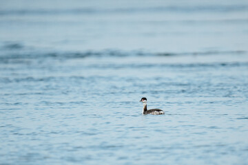 Wide angle view of a juvenile Horned Grebe on the Puget Sound