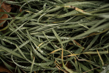 green moss on the ground