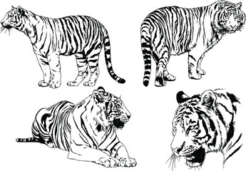 vector drawings sketches different predator , tigers lions cheetahs and leopards are drawn in ink by hand , objects with no background