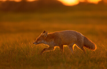 Close up of a red fox at sunset