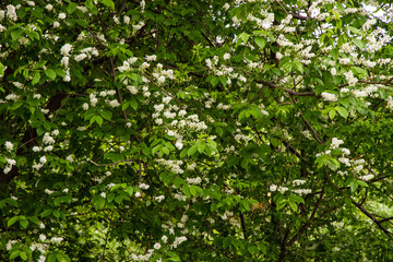Bird cherry tree blooms in spring, white flowers close-up.