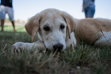 golden retriever puppy