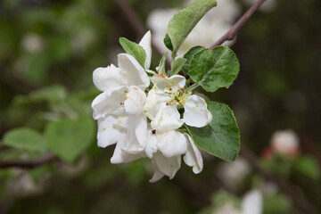 The apple tree blooms in spring, large white flowers.