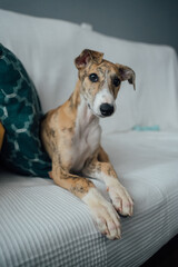 puppy greyhound