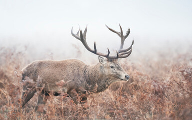 Close-up of a red deer stag on a misty autumn morning
