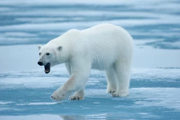 Fotobehang Ijsbeer Polar Bear, Svalbard, Norway  © Paul