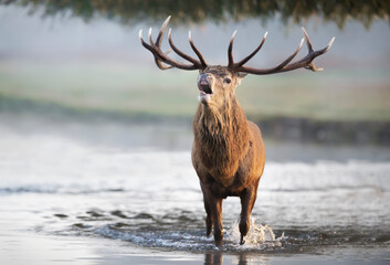 Red deer stag standing in water and calling during rutting season