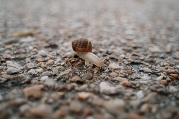 snail on the sand