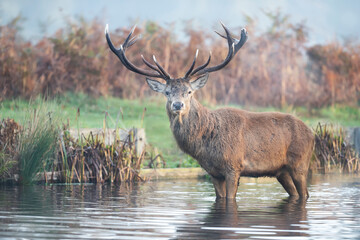 Close-up of a red deer stag standing in water on a misty autumn morning