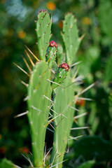 Prickly pear cactus close up with fruit in red color in Nature Background 