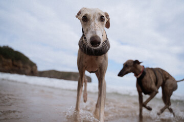 Dog in the beach