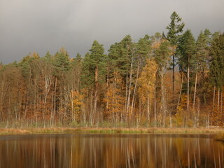 Autumn landscape: Mixed coniferous forest with colorful trees and its reflection in the pond, Czarny Staw, Bąkowo, Poland