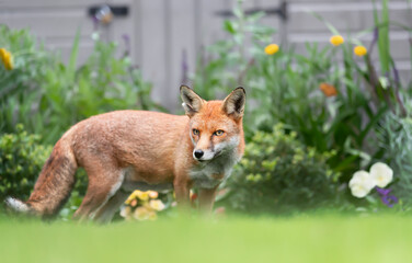 Close up of a red fox standing by a flower bed in a garden
