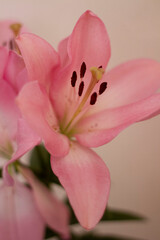 pink lylium flower detail