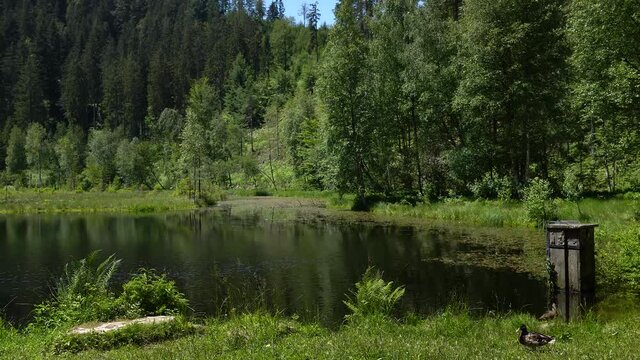 Am Ellbachsee im Schwarzwald, Deutschland - Ufer an der Nordseite mit zwei Enten