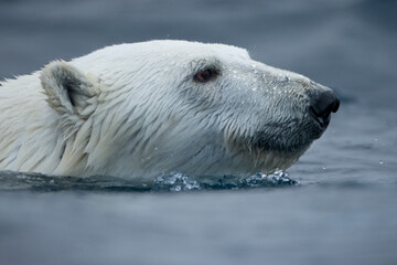 Polar Bear, Svalbard, Norway