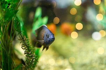 Fish in a transparent tank-aquarium, an aquatic habitat under artificial lighting. Beautiful nature backgrounds. Hobby concept.