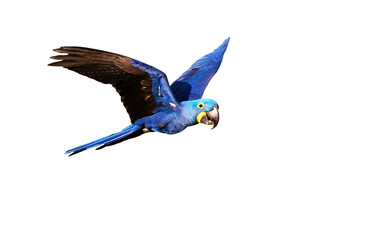 Hyacinth macaw in flight on white background