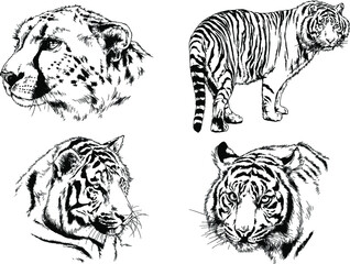 vector drawings sketches different predator , tigers lions cheetahs and leopards are drawn in ink by hand , objects with no background