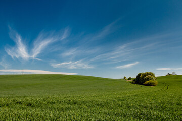 Pola zbóż, błękitne niebo, zielone pola. - obrazy, fototapety, plakaty