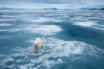 Polar Bear, Svalbard, Norway