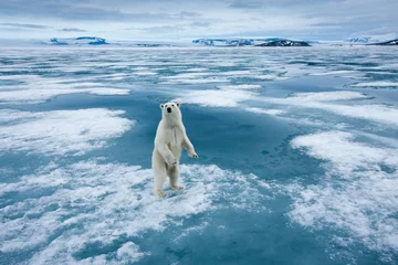 Deurstickers Polar Bear, Svalbard, Norway © Paul