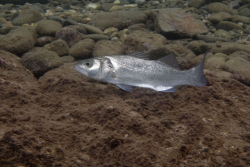 Bass (Dicentrarchus labrax) in Mediterranean Sea