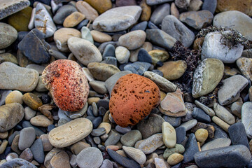 Beautiful textured red stone similar to volcanic. I lay among other gray,blue, and white rocks of various sizes on a pebbly beach. Textured rocky background.