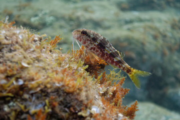 Fototapeta na wymiar Striped red mullet (Mullus surmuletus) in Mediterranean Sea