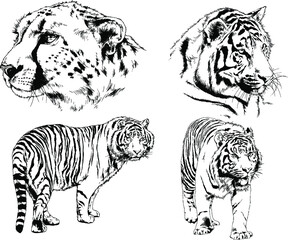 vector drawings sketches different predator , tigers lions cheetahs and leopards are drawn in ink by hand , objects with no background