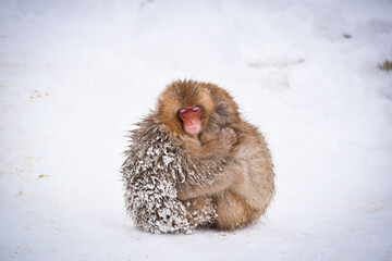 two brown cute baby snow monkeys hugging and and sheltering each other from the cold snow with ice in their fur in winter. Wild animals showing love and protection during difficult times in nature.