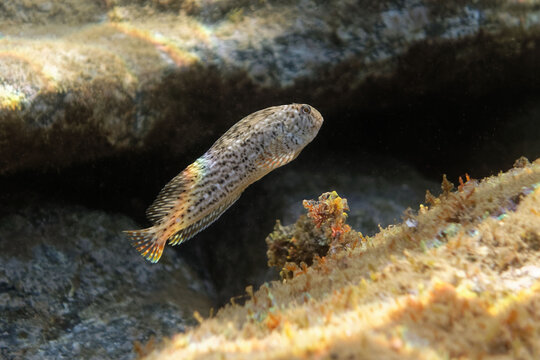 Rusty blenny or Black Sea blenny (Parablennius sanguinolentus) in Mediterranean Sea