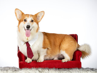 Cute corgi dog portrait. Image taken in a studio. The dog is wearing a red tie. Christmas outfit.