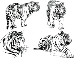 vector drawings sketches different predator , tigers lions cheetahs and leopards are drawn in ink by hand , objects with no background