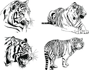 vector drawings sketches different predator , tigers lions cheetahs and leopards are drawn in ink by hand , objects with no background