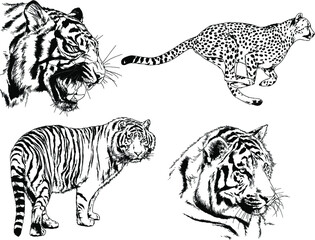 vector drawings sketches different predator , tigers lions cheetahs and leopards are drawn in ink by hand , objects with no background