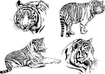 vector drawings sketches different predator , tigers lions cheetahs and leopards are drawn in ink by hand , objects with no background