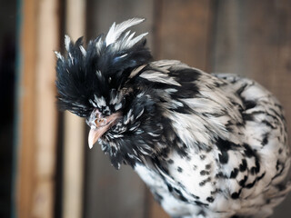 Pavlovskaya silver chicken. Portrait of an exotic bird