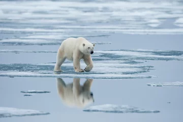 Foto auf Acrylglas Polar Bear, Svalbard, Norway © Paul