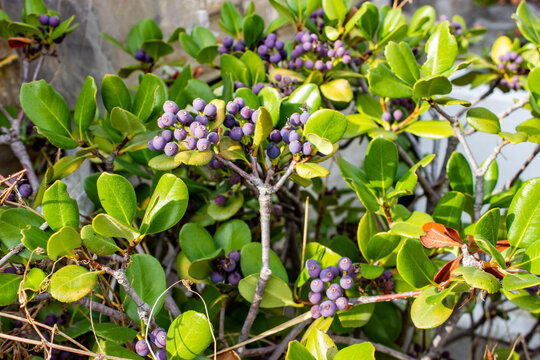 Fruit-bearing Rhaphiolepis indica. Evergreen shrub, multi-stemmed dwarf tree. The fruit is dark purple, round. Green leaves, small, oval. Sunlight.